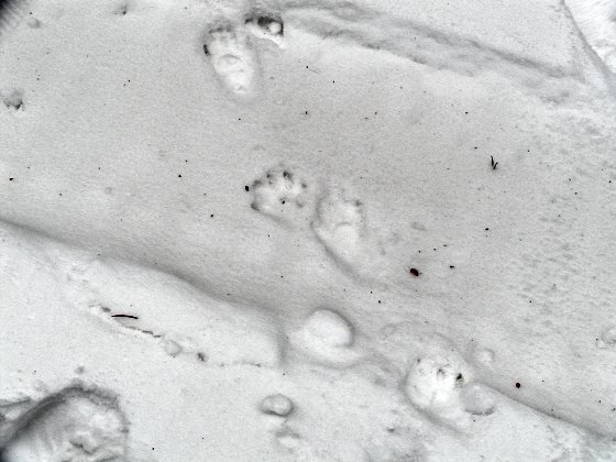 Raccoon Tracks Photograph