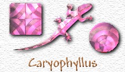 OMS Caryophyllus