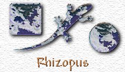 OMS Rhizopus