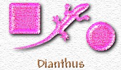OMS Dianthus