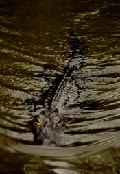 Allie the Gator
