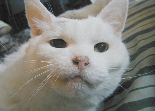 picture of giz
