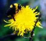 Bee JPG 7KB W=150 H=132 16856 Colors