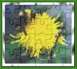 Original Bee Puzzle